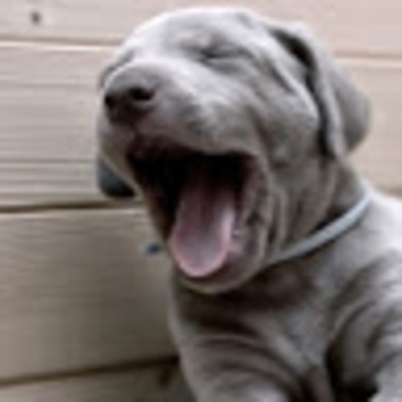 Meet your Posher, Ellie - Picture 1 of 1